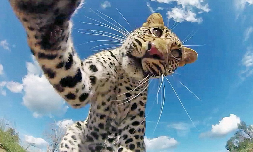 Los selfies graciosos de los animales