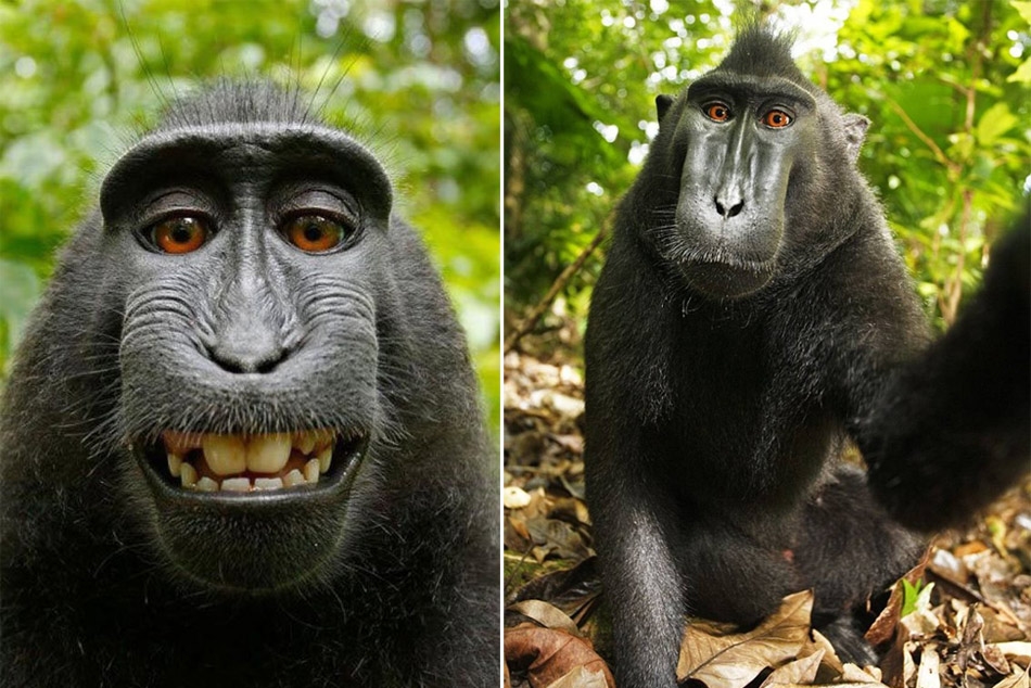 Los selfies graciosos de los animales