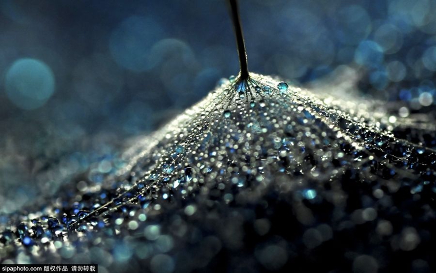 Espectaculares imágenes microscópicas de gotas de agua7