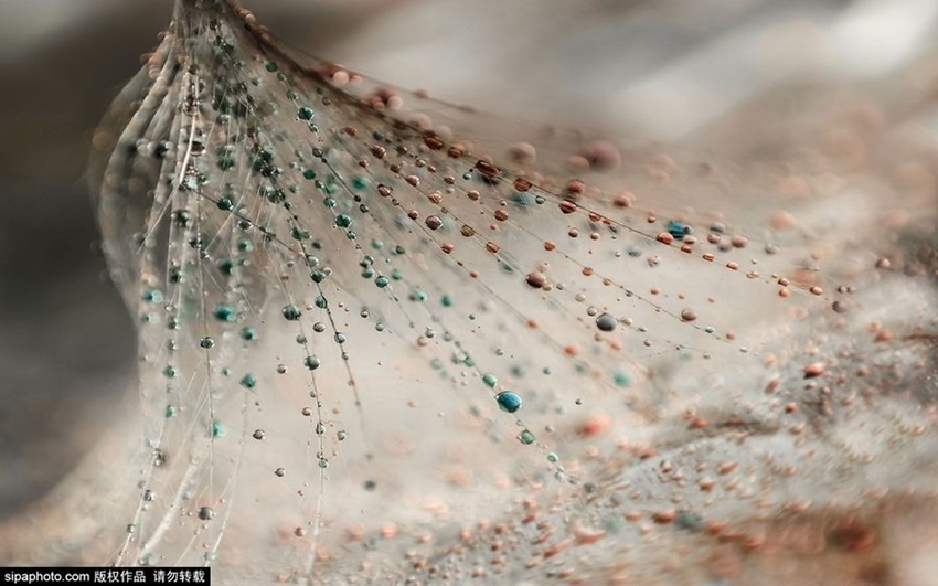 Espectaculares imágenes microscópicas de gotas de agua8