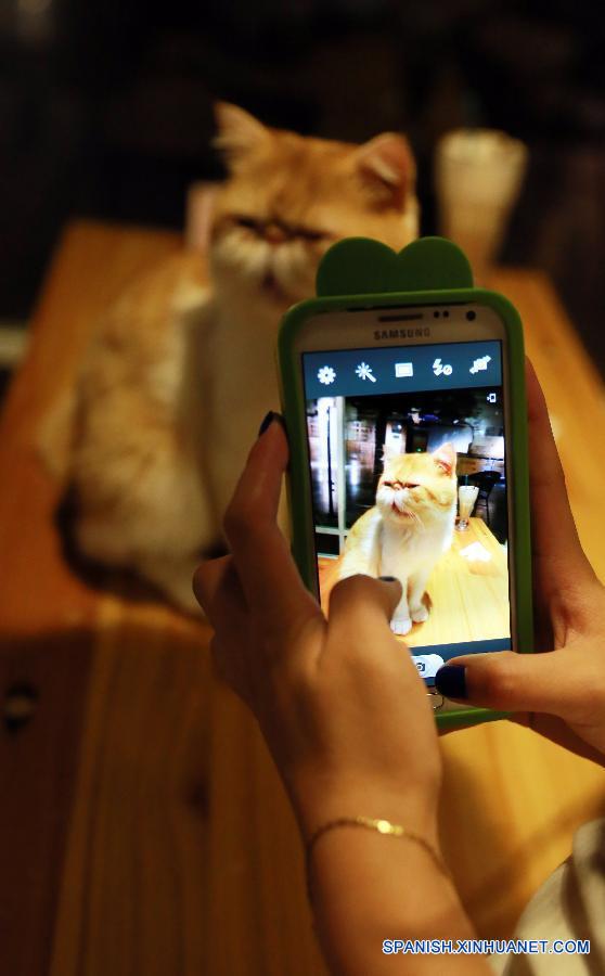 Cafetería con temática de gatos en China1