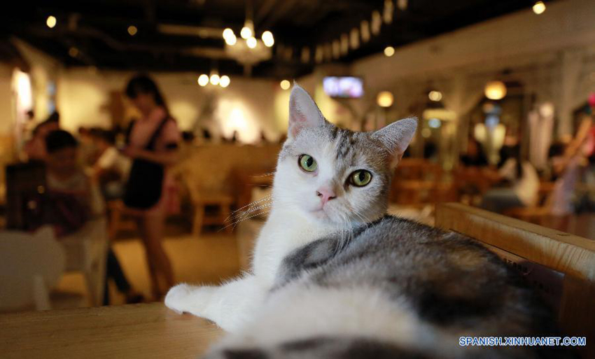 Cafetería con temática de gatos en China3