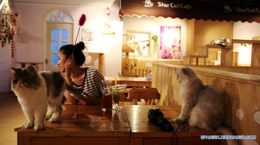 Cafetería con temática de gatos en China4