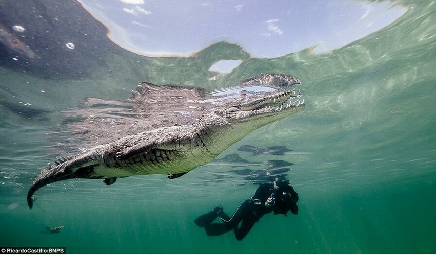 Un encuentro inesperado con el animal más peligroso del mundo - cocodrilo