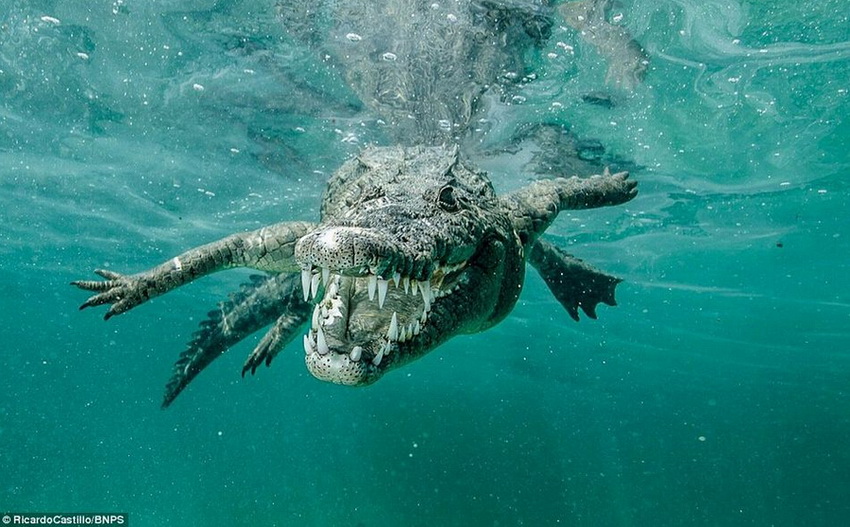 Un encuentro inesperado con el animal más peligroso del mundo - cocodrilo