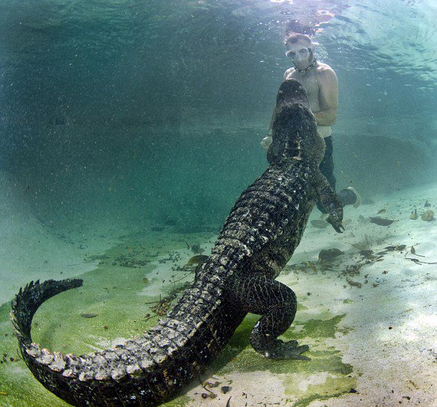 ¿Te atreverías a nadar con cocodrilos?1