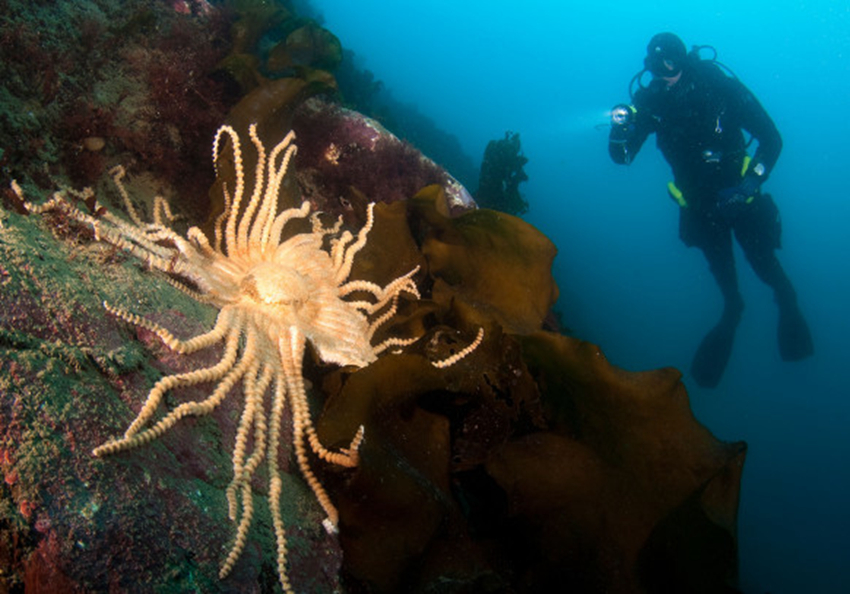 Estrella de mar con más de 50 brazos2