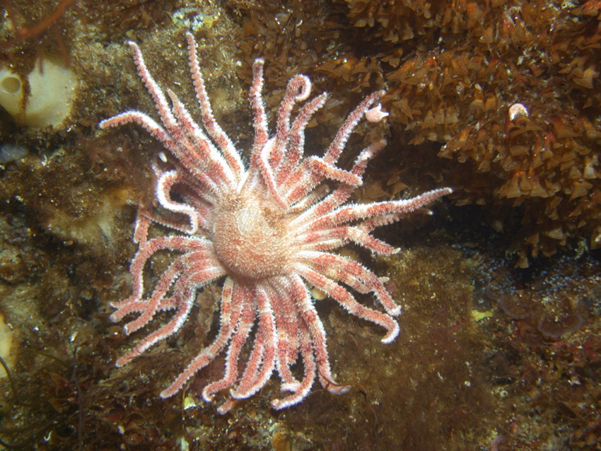 Estrella de mar con más de 50 brazos4