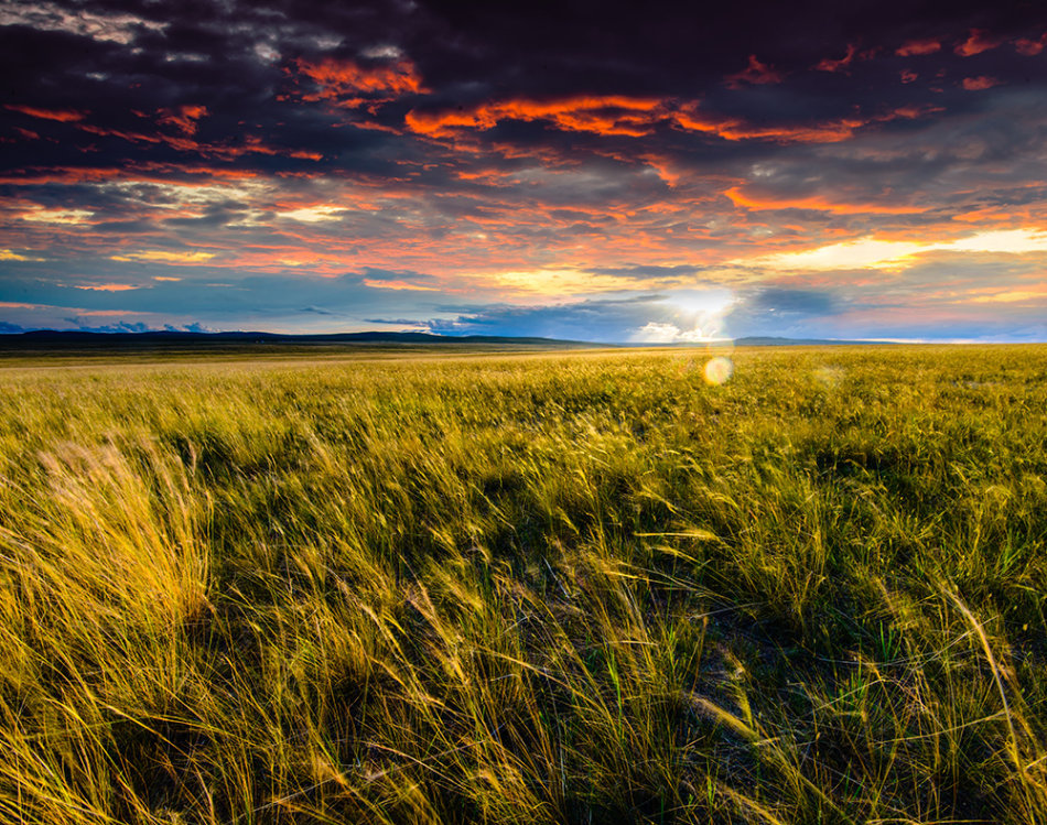 Paisaje hermoso de pradera 