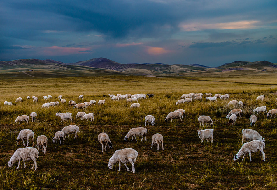 Paisaje hermoso de pradera 