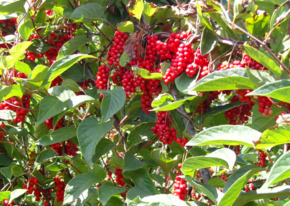 Hierba de la MTC “puede matar al VIH”, según estudio