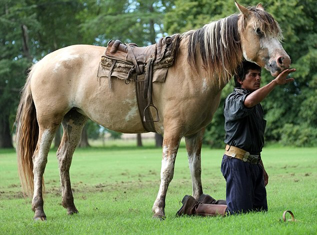 Martin Tatta, mejor domador de caballo del mundo 