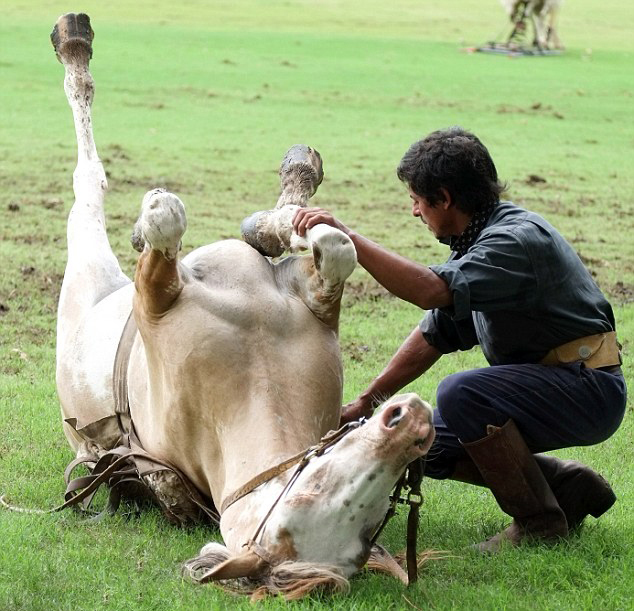 Martin Tatta, mejor domador de caballo del mundo 
