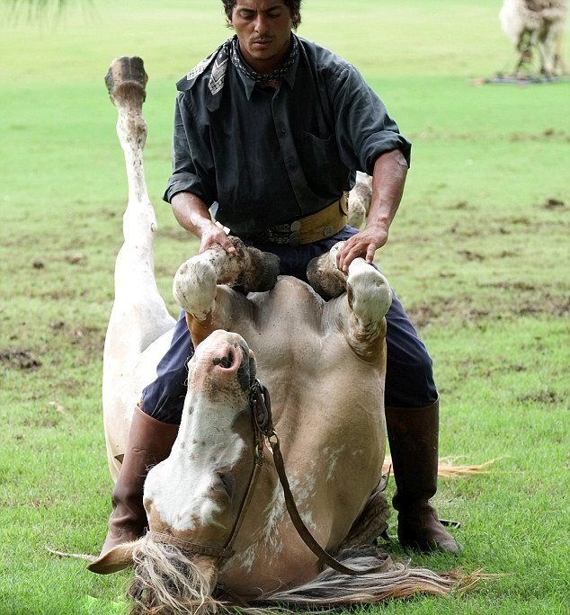 Martin Tatta, mejor domador de caballo del mundo 