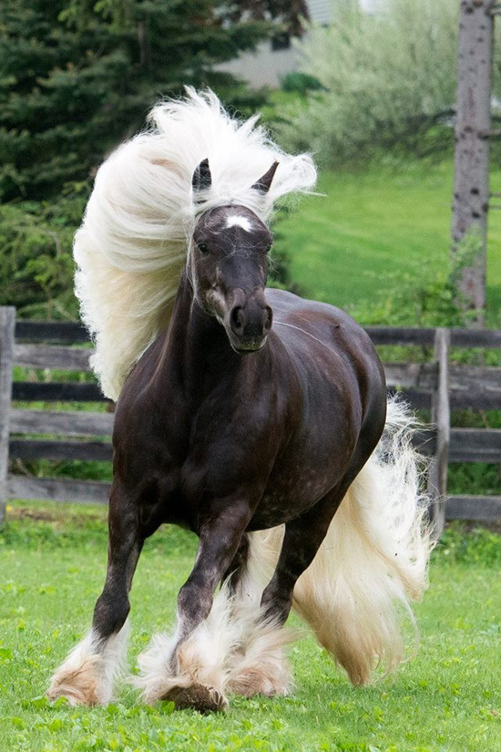 Los diez caballos más bonitos del mundo 