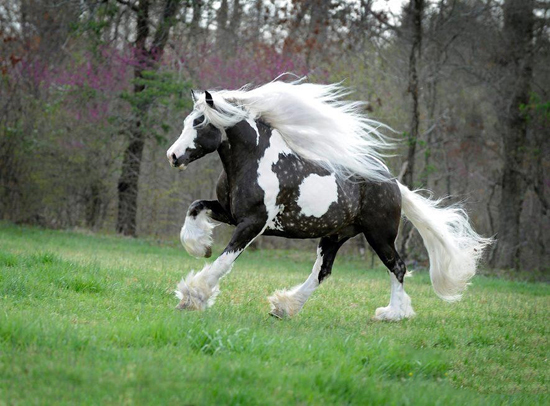 Los diez caballos más bonitos del mundo 