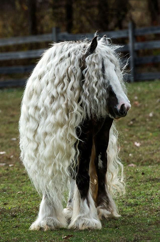 Los diez caballos más bonitos del mundo 