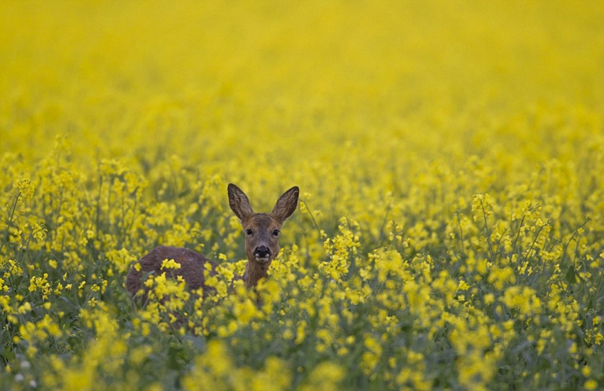 Obras premiadas en el concurso de fotografía de animales silvestres de Inglaterra10