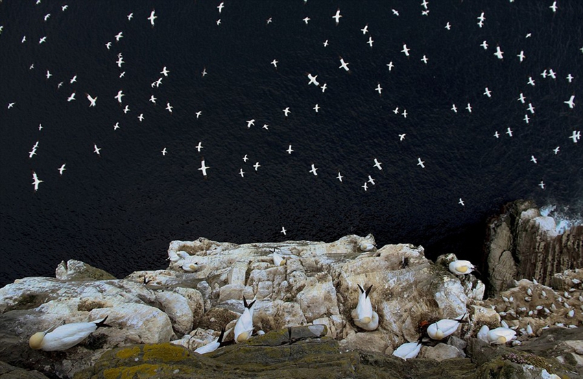 Obras premiadas en el concurso de fotografía de animales silvestres de Inglaterra12