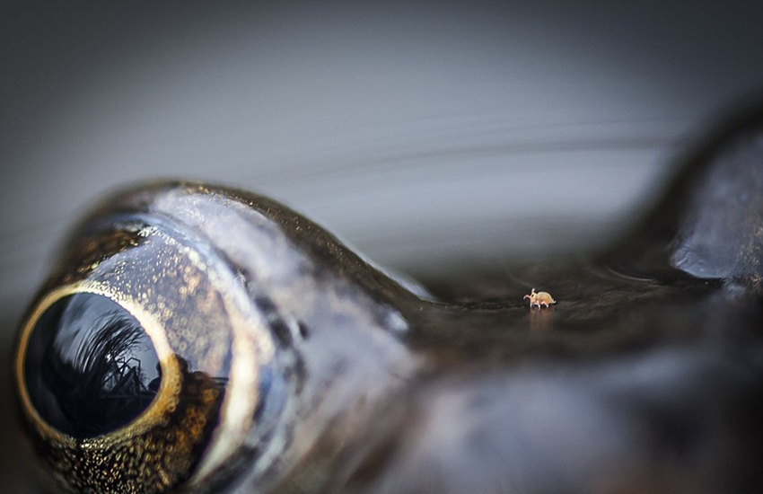 Obras premiadas en el concurso de fotografía de animales silvestres de Inglaterra2