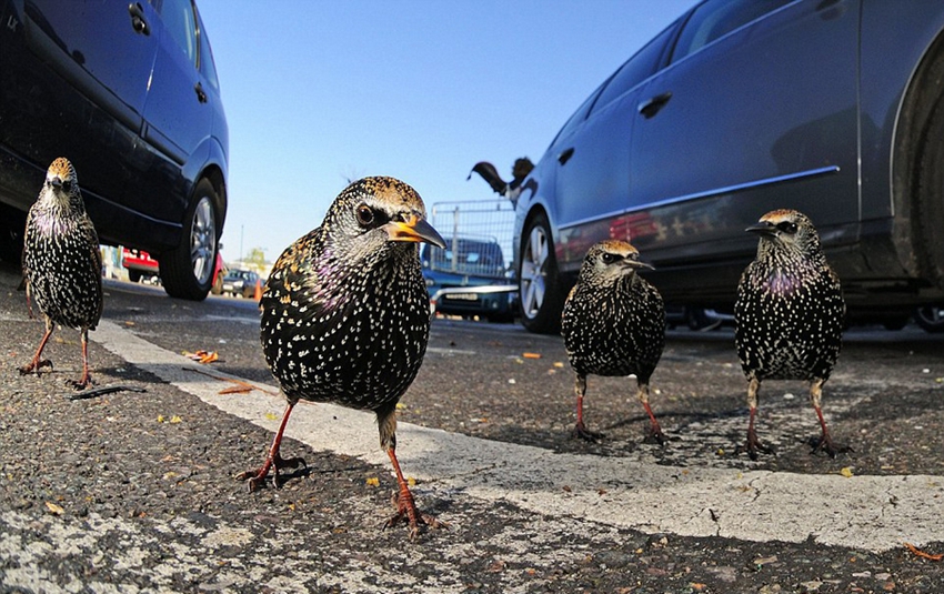 Obras premiadas en el concurso de fotografía de animales silvestres de Inglaterra3