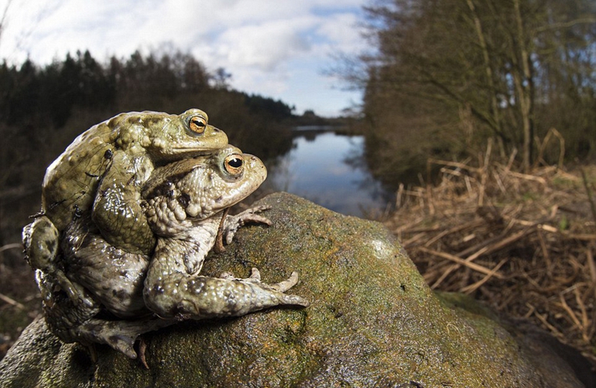 Obras premiadas en el concurso de fotografía de animales silvestres de Inglaterra6