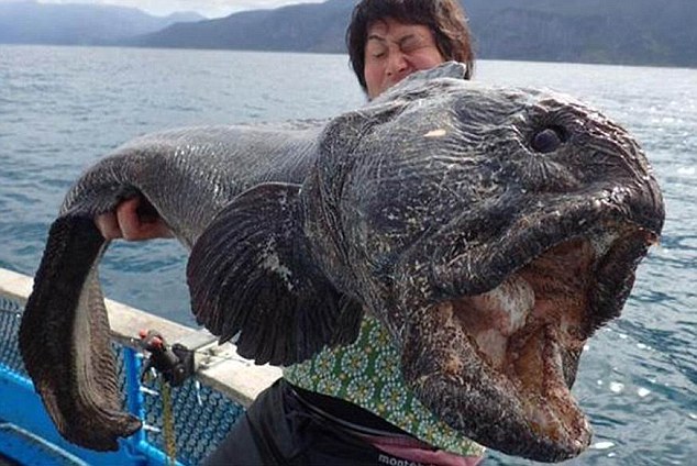 Pescadores japoneses capturan un pez gigante de 2 metros1