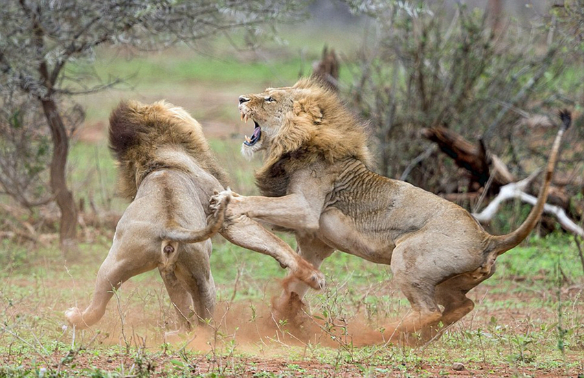 Dos leones pelean por una leona3