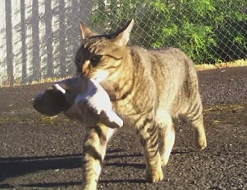 Un gato ladrón