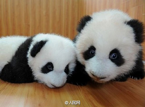 ¿Te gustan los pandas bonitos?