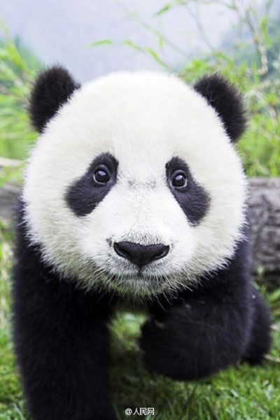 ¿Te gustan los pandas bonitos?
