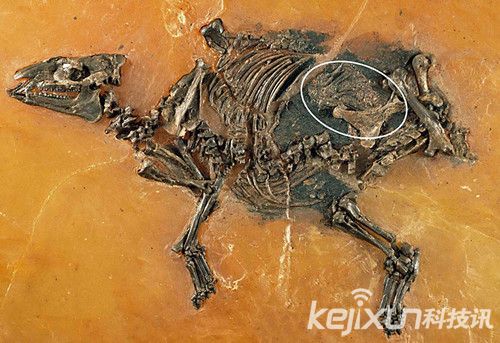 Encuentran feto en fósil de animal parecido a caballo de 48 millones de años de edad 