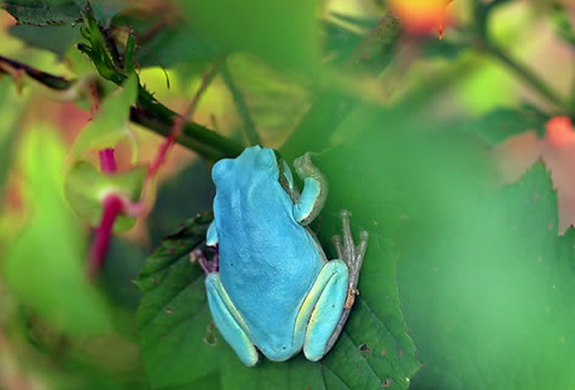 Se encuentra una rana azul en Corea del Sur4