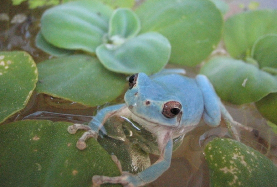 Se encuentra una rana azul en Corea del Sur5