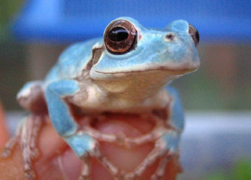 Se encuentra una rana azul en Corea del Sur6