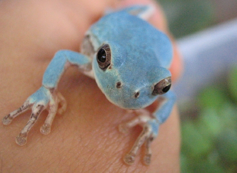 Se encuentra una rana azul en Corea del Sur7