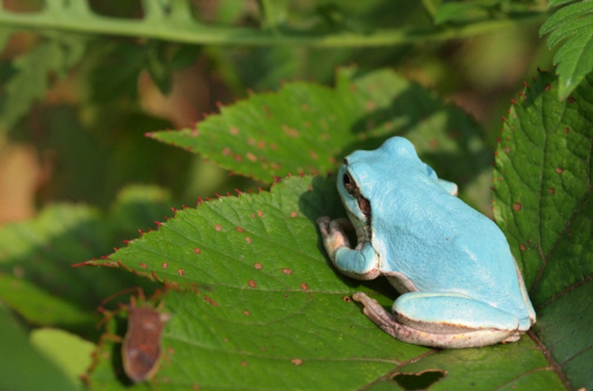 Se encuentra una rana azul en Corea del Sur8