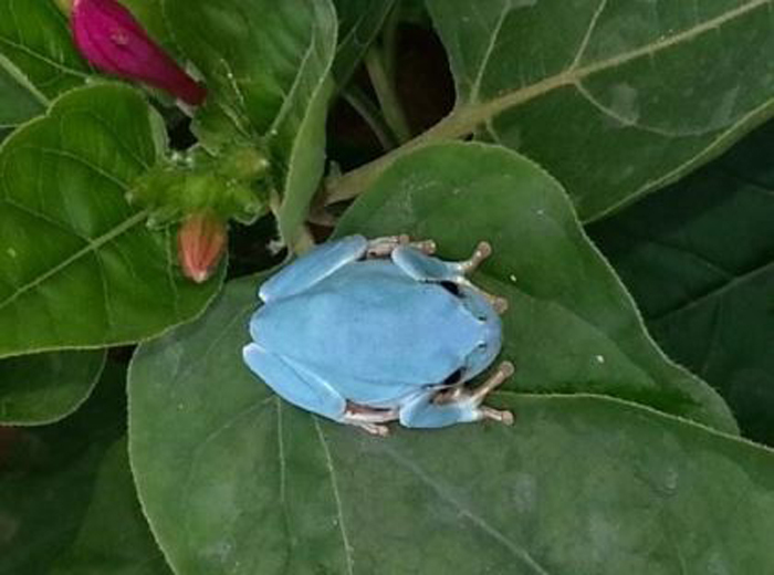 Se encuentra una rana azul en Corea del Sur2