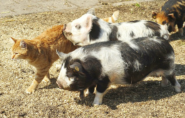 Fotos de un gato y sus buenos amigos, cerdos kunekune1
