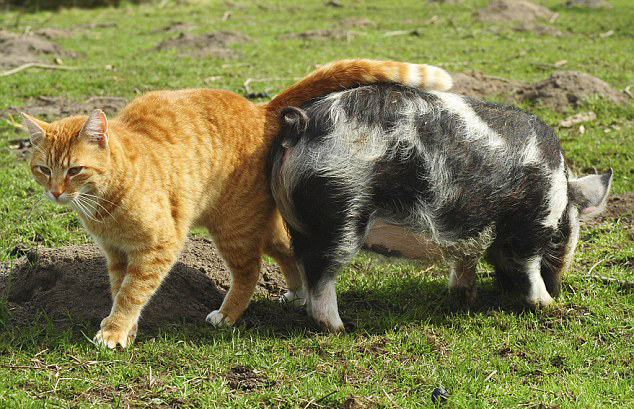 Fotos de un gato y sus buenos amigos, cerdos kunekune2