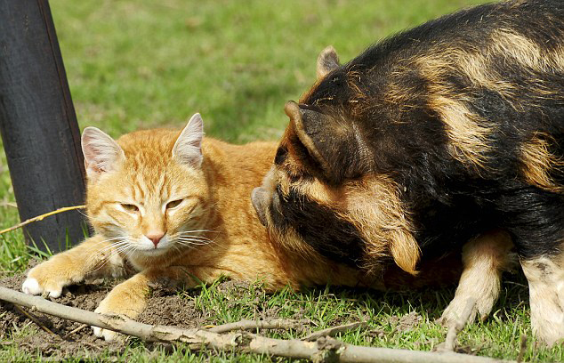 Fotos de un gato y sus buenos amigos, cerdos kunekune3