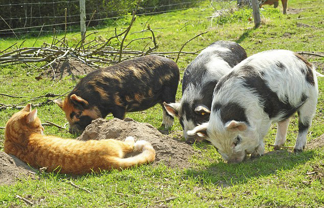 Fotos de un gato y sus buenos amigos, cerdos kunekune4