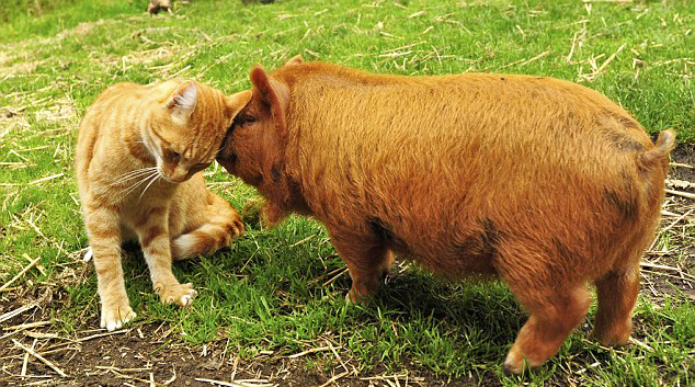 Fotos de un gato y sus buenos amigos, cerdos kunekune6