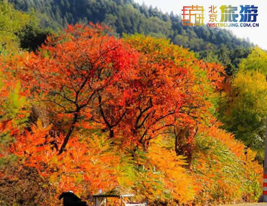 Los 10 mejores lugares para ver las hojas rojas del otoño en China