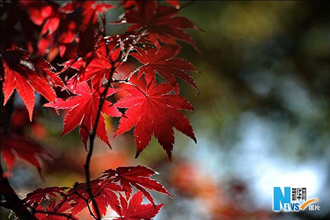 Los 10 mejores lugares para ver las hojas rojas del otoño en China