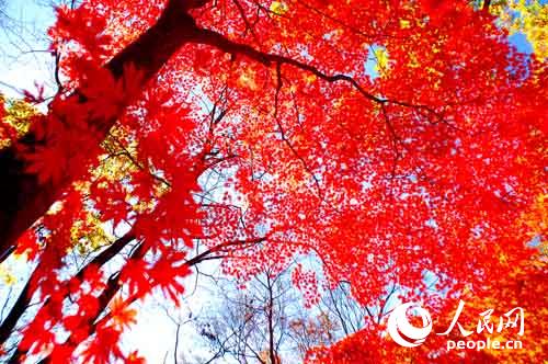 Los 10 mejores lugares para ver las hojas rojas del otoño en China