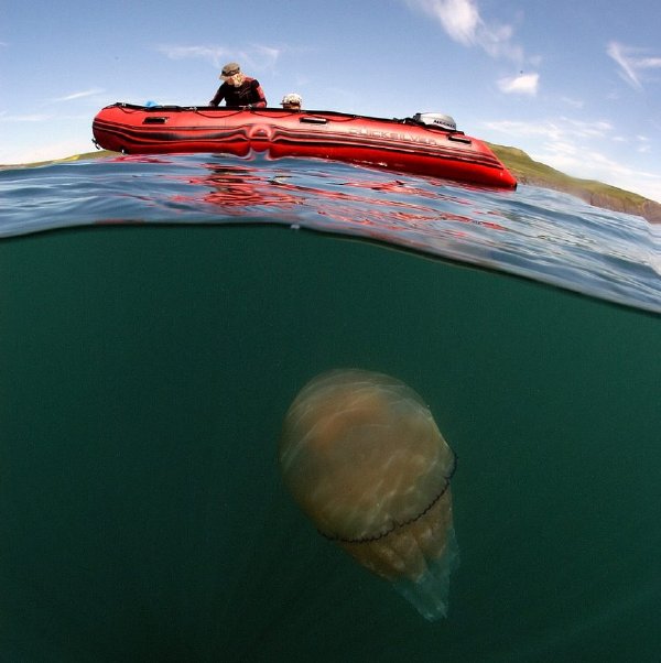 La medusa más gigante del mundo1