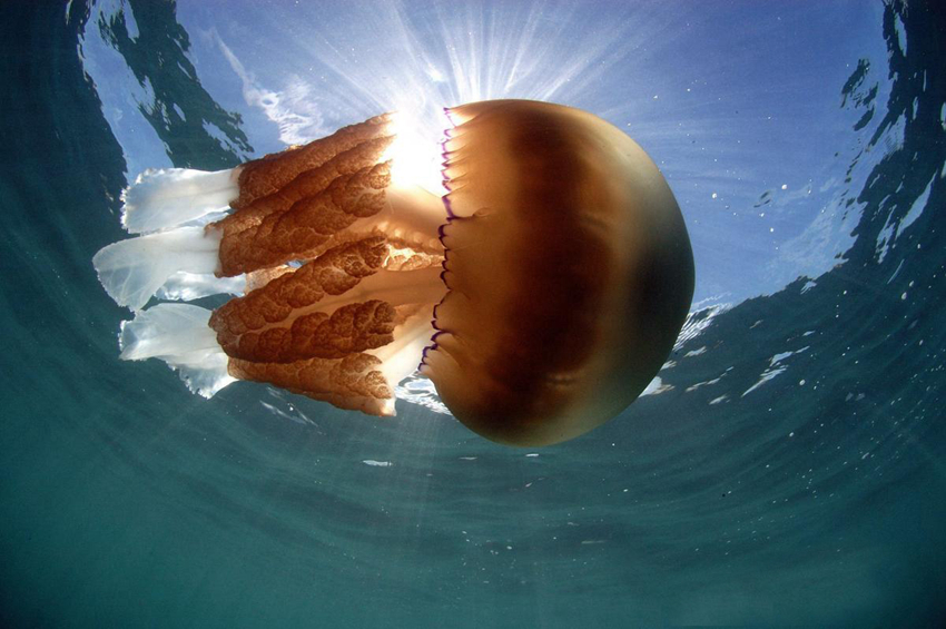 La medusa más gigante del mundo2
