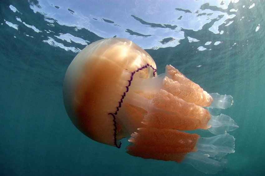 La medusa más gigante del mundo3