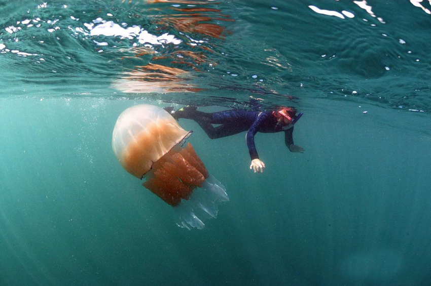 La medusa más gigante del mundo4